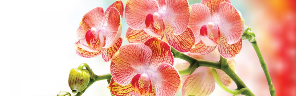 orquideas