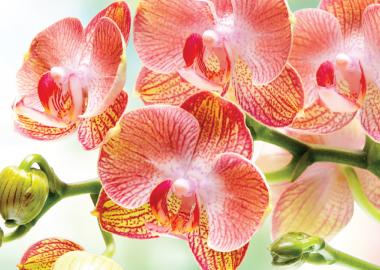 orquideas