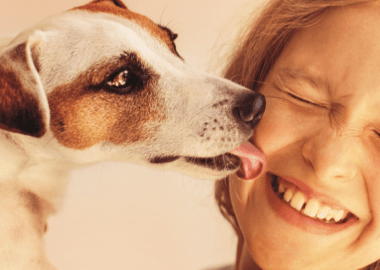 Feira de Adoção de Animais